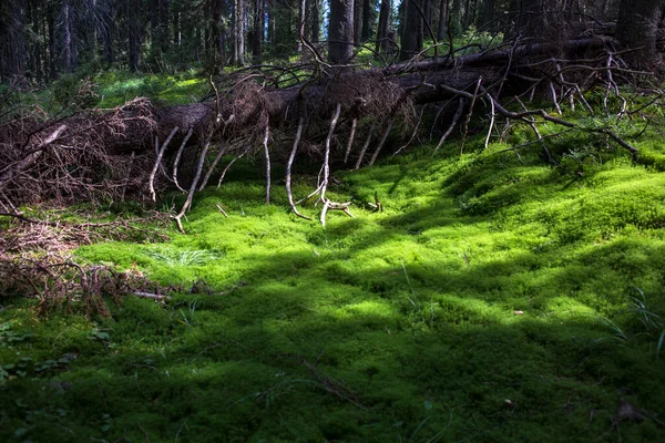 苔で覆われた野生の森の中の古い倒木 放棄された歩道 野生のカルパチア山脈環境 — ストック写真