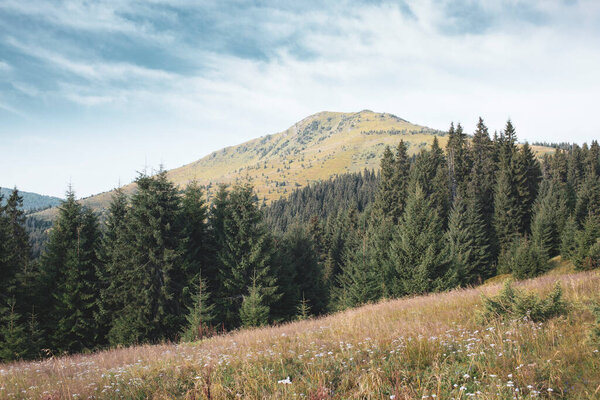 Mount Chyvchyn and pine green forest in the morning, Carpathians mountains