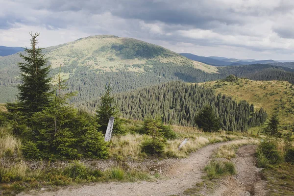 Monte Chyvchyn Pinhal Floresta Verde Noite Montanhas Dos Cárpatos Fronteira — Fotografia de Stock