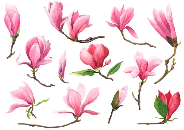 Akvarel set s květinami a listy magnólie. — Stock fotografie