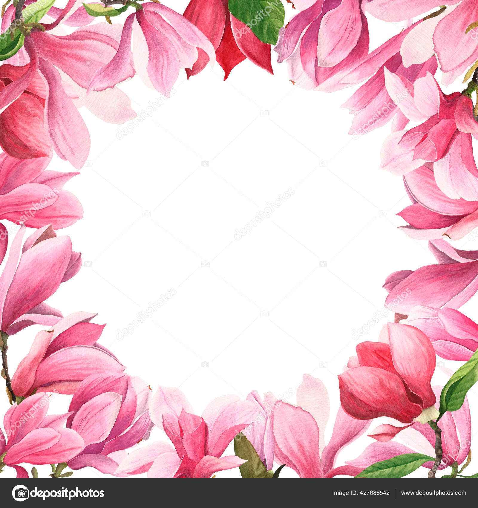 带有木兰花的水彩画框 白色背景下的粉红花 图库照片 C Ekaterinamaltseva