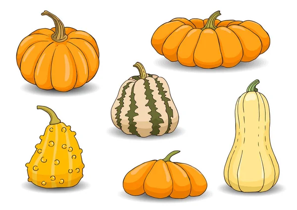 Hand drawn vector set of pumpkins. Pumpkins of different varieties on a white background. — Stock Vector