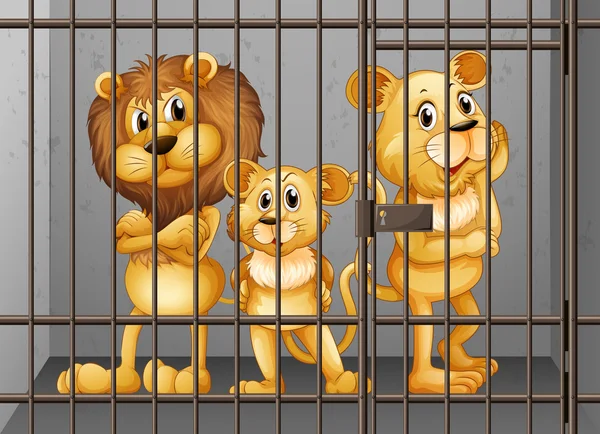 Львов заперли в клетке. — стоковый вектор