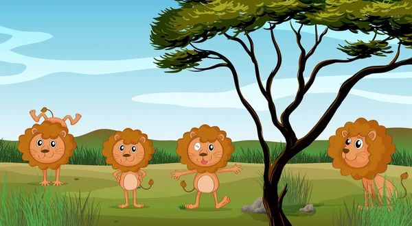 Vier leeuwen op het gebied — Stockvector
