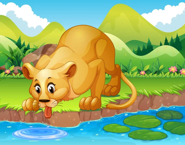 Лев п'є воду в ставку — стоковий вектор