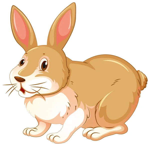 Brown rabbit on white background — Stock Vector