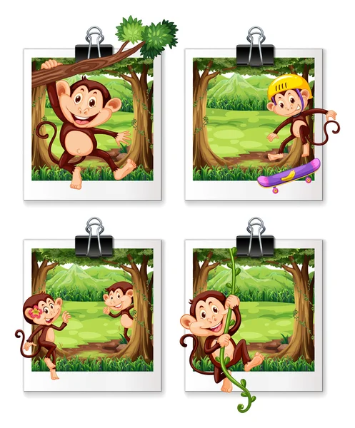 Quatro quadros de macaco na selva — Vetor de Stock