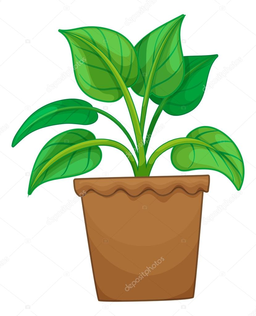Green plant in the pot