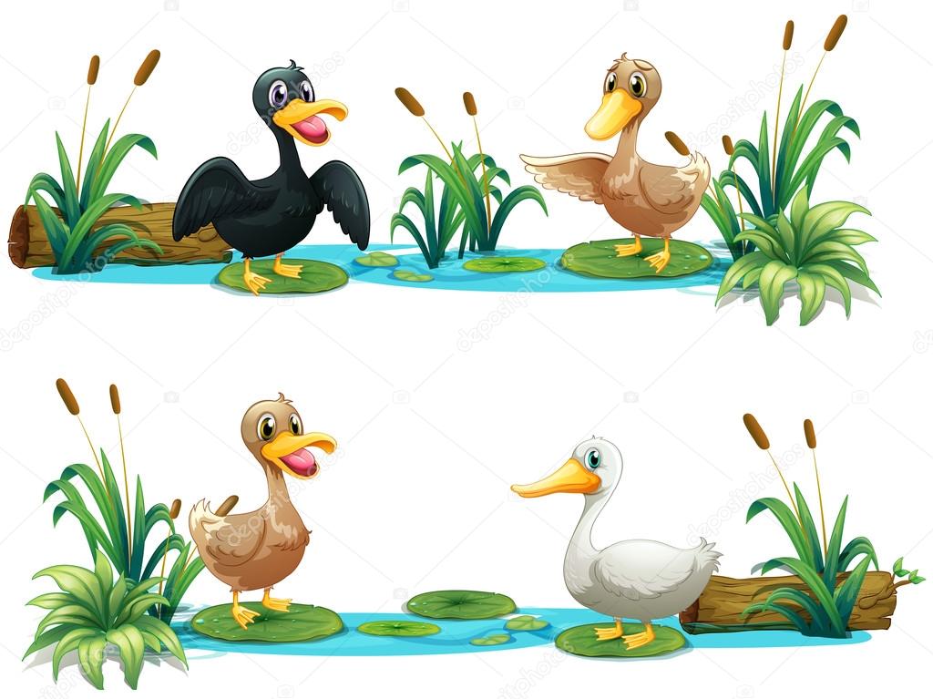 Ducks living in the pond