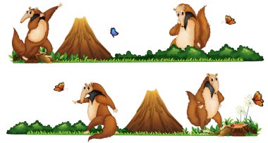 Anteaters alanına yürüyor
