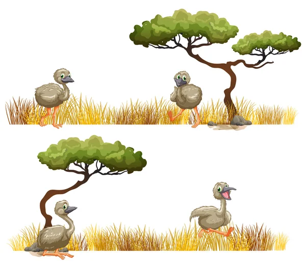 Avestruces corriendo en el campo — Vector de stock