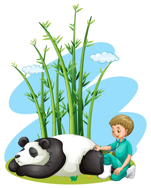 Veterinaria revisando panda — Vector de stock