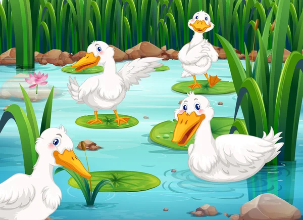 Four ducks living in the pond — Stock Vector