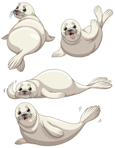 Seal in four poses — Stock Vector