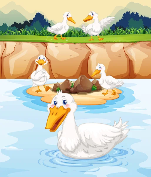 五只鸭子在池塘 — 图库矢量图片