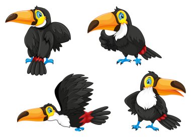 Dört tukanlar farklı teşkil etmektedir