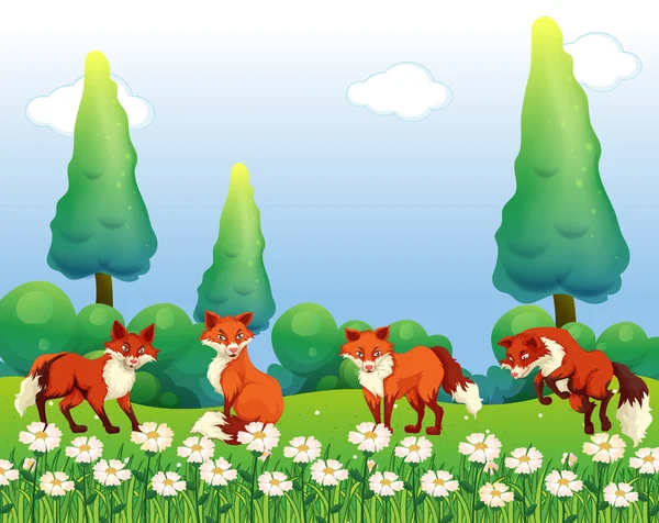 Čtyři lišky v poli květina — Stockový vektor