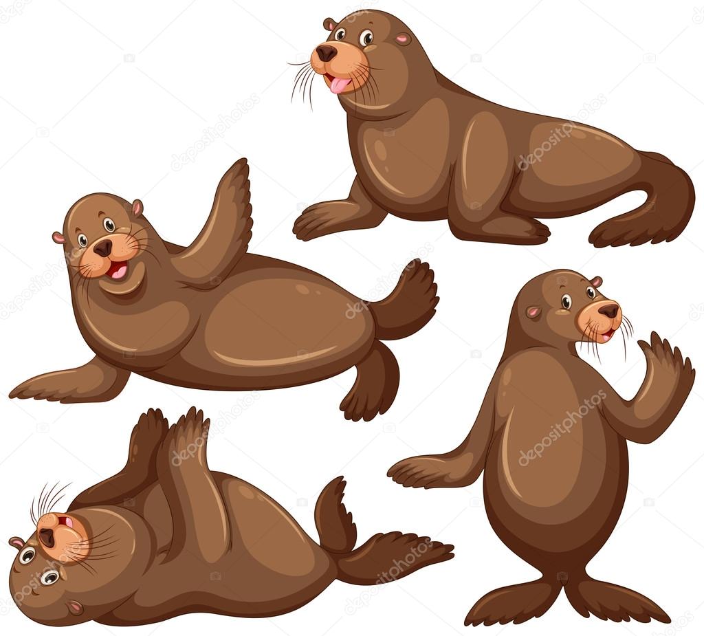 Sea lion in four poses Stock Vector Image by ©interactimages #109604664