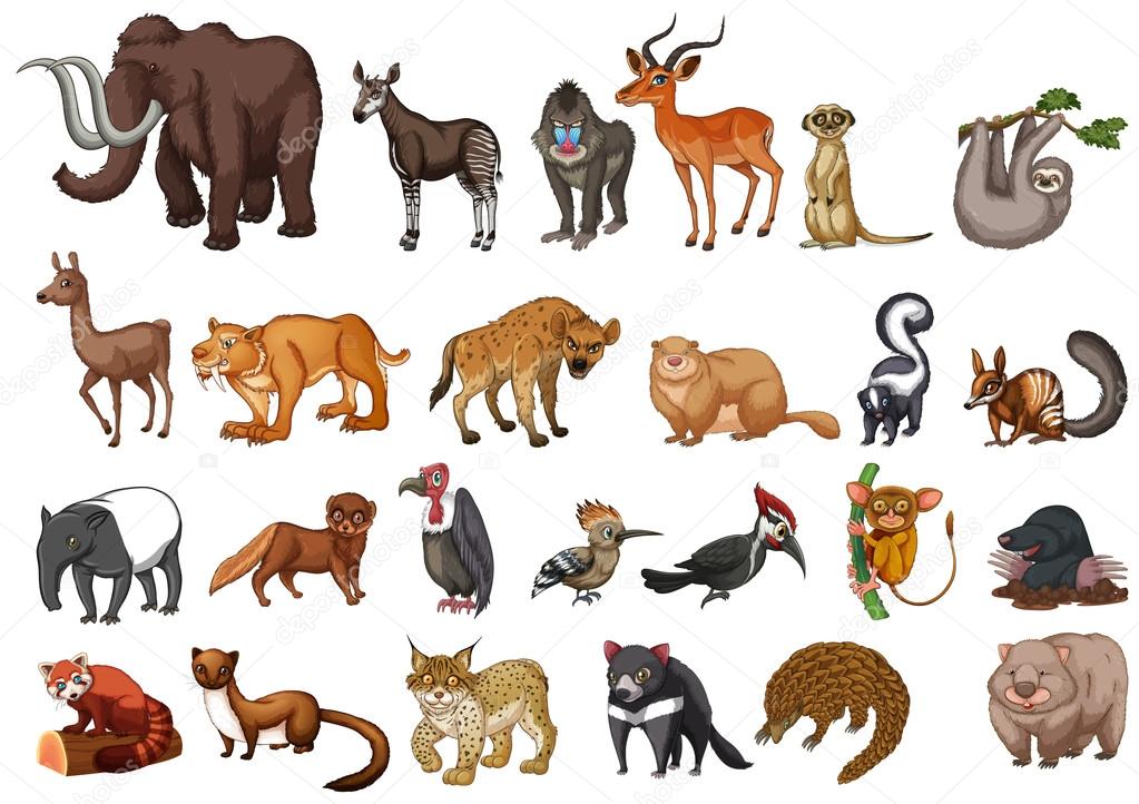 Different type of wild animals on white Stock Vector Image by ©interactimages #109606288 Different type of wild animals on white Stock Vector Image by ©interactimages #109606288