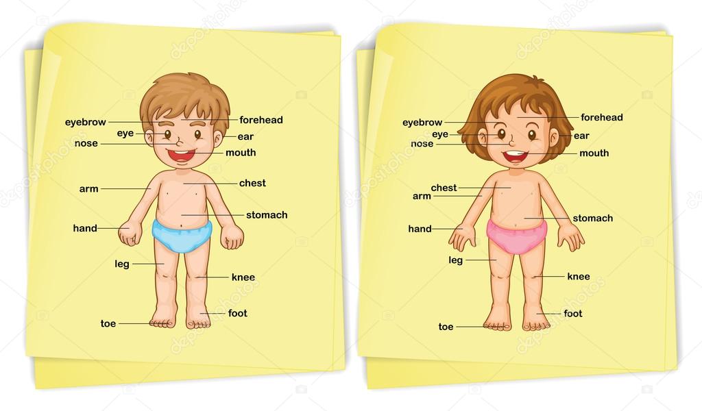 фигура мальчика и девочки. строение тела девочки. анатомическое строение ребенка. органы мальчика и девочки. анатомия человека мальчик, девочка.