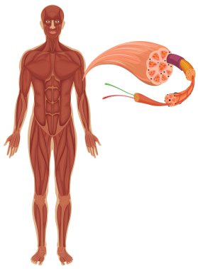Human with muscle diagram clipart