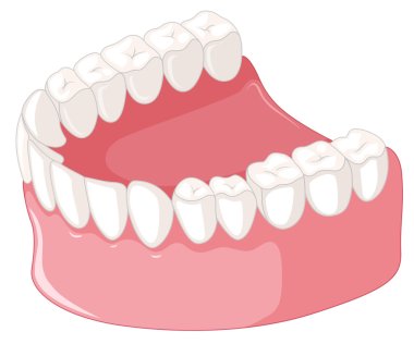 Teeth model  on white background clipart