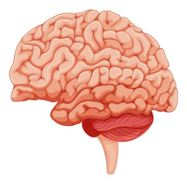 Beyin anatomisi üzerinde kapat