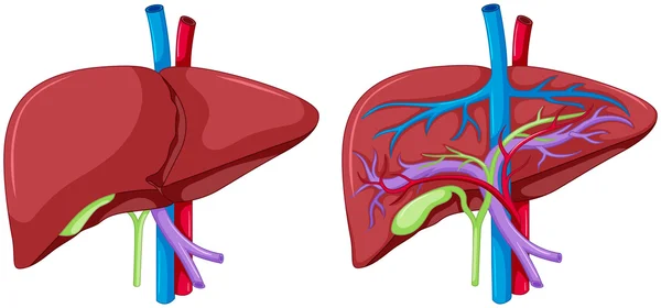 Zwei Diagramme der Leberanatomie — Stockvektor