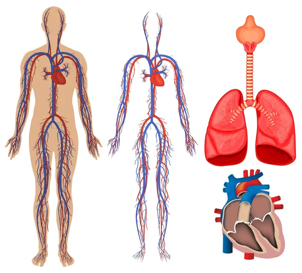 Circulatory system in menselijk lichaam — Stockvector