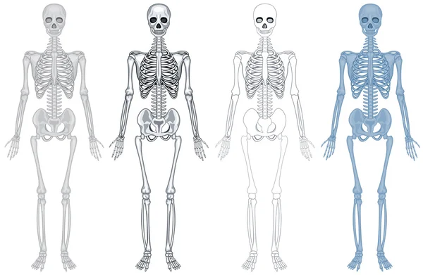 Olika diagram över mänskliga skelettet — Stock vektor