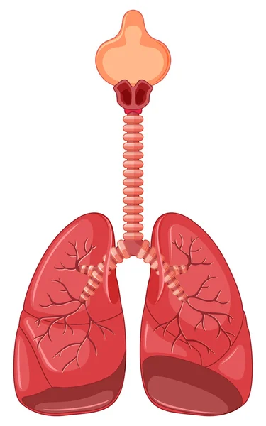 Diagram lidských plic — Stockový vektor