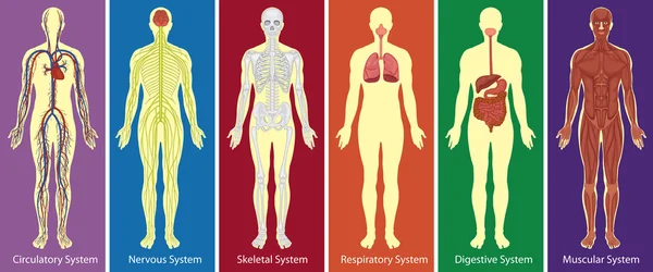 Diferentes sistemas de diagrama del cuerpo humano — Vector de stock