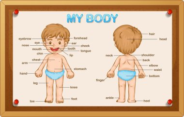 Littly boy and body parts clipart