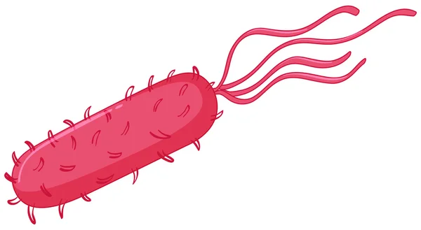 Bacterias en los intestinos en rosa — Vector de stock