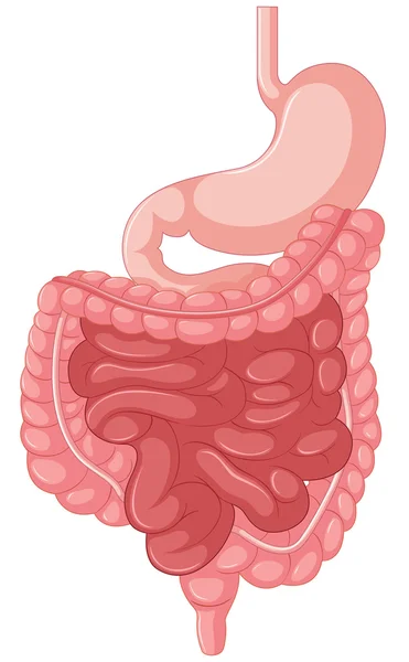 Primer plano de imagen del intestino — Archivo Imágenes Vectoriales