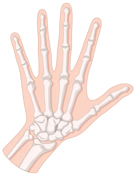 Των οστών μέσα στο ανθρώπινο χέρι — Διανυσματικό Αρχείο