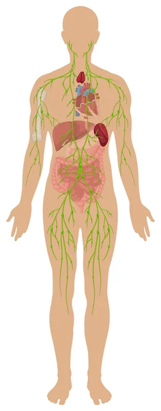 Lymfatisch systeem in het menselijk lichaam — Stockvector