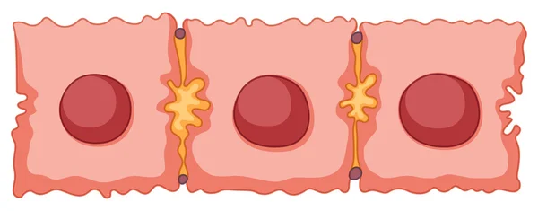 Діаграма стовбурових клітин — стоковий вектор