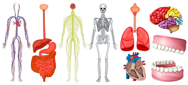 Diagrama da anatomia humana — Vetor de Stock