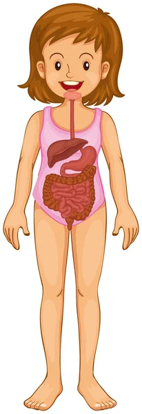 Digestive system in mens — Stockvector