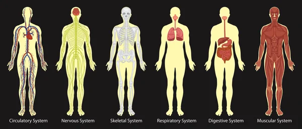 Schéma des systèmes dans le corps humain — Image vectorielle