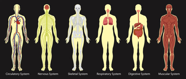 Диаграмма систем в организме человека
