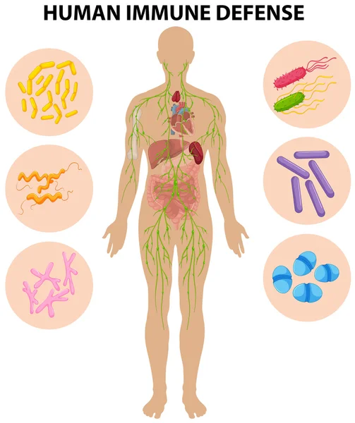 Immune cells cartoon Vector Art Stock Images | Depositphotos Immune cells cartoon Vector Art Stock Images | Depositphotos