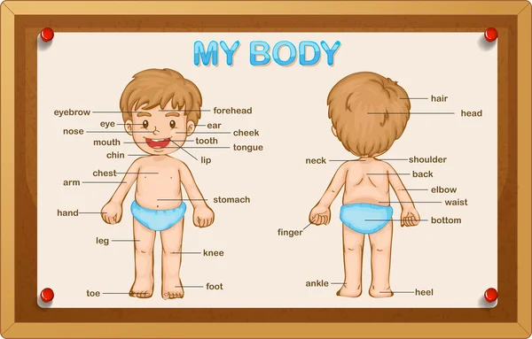 Littly boy and body parts — Stock Vector