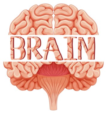 İnsan beyninin daha yakından bakmak