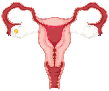 Kadının adet döngüsü 