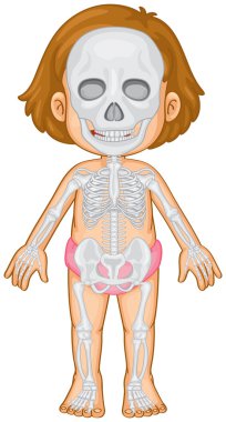 İnsan kız iskelet sistemi