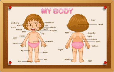 Küçük kız ve vücudun farklı bölümü