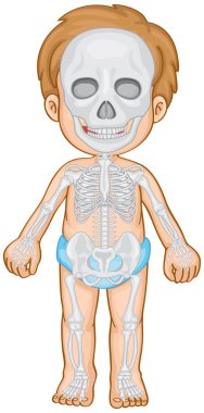 İnsan erkek iskelet sistemi