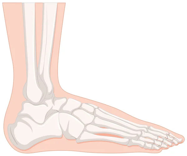 X-Ray mensenvoet bot — Stockvector